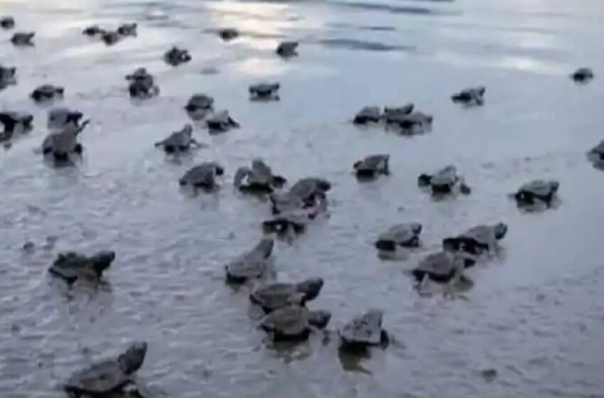  साडेतीन हजार कासवांची पिल्ले झेपावली समुद्रात