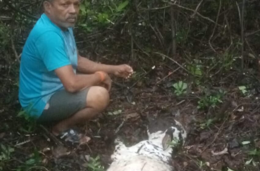 बिबट्याच्या हल्ल्यात वासराचा जागीच मृत्यू