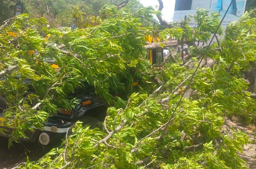  जयस्तंभ येथे झाड गाडीवर कोसळून नुकसान