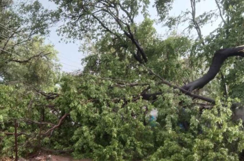 खेडमध्ये घरावर झाड कोसळून लाखोंचे नुकसान
