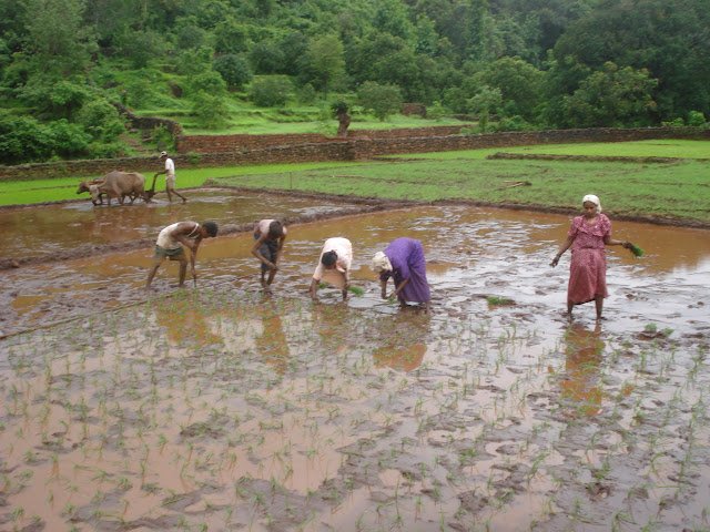 जिल्ह्यात पावसाची संततधार कायम; लावणीच्या कामांना गती