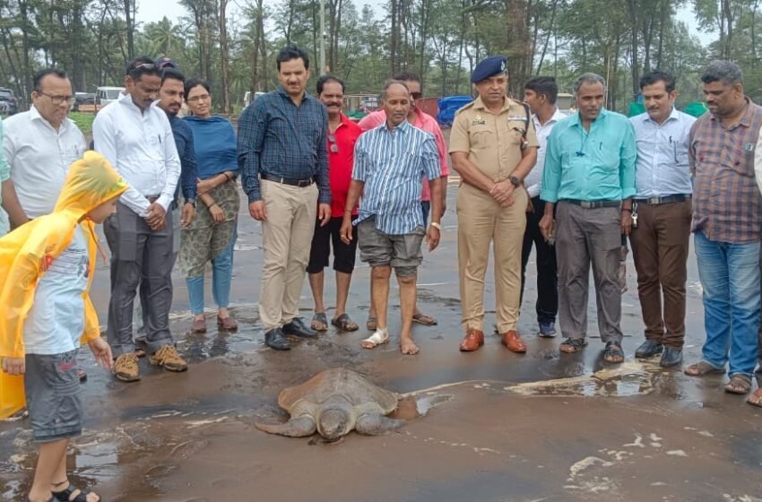 जखमी दोन कासव उपचारानंतर पुन्हा समुद्रात सोडली