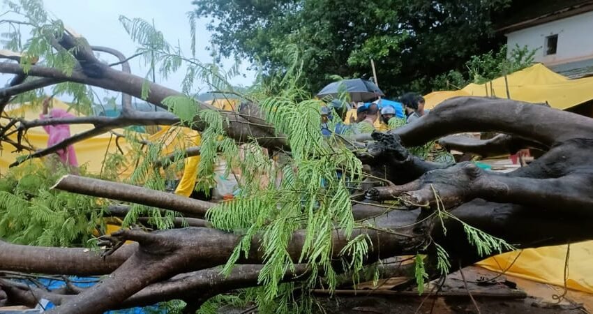 राजापूर आठवडा बाजारात झाड कोसळून एक ठार, तीन गंभीर