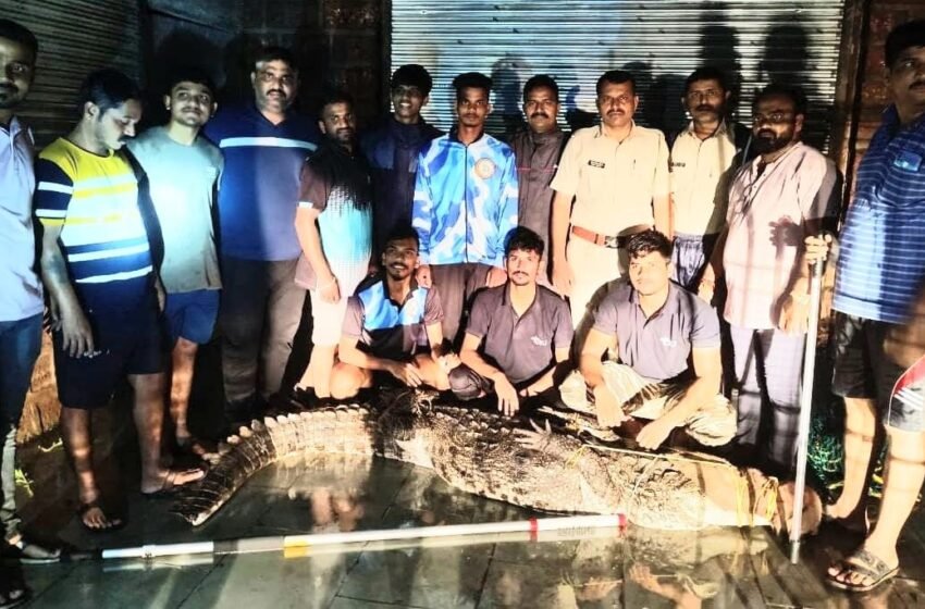 खेडच्या भाजी मंडईत मध्यरात्री शिरली मगर