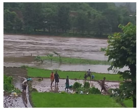  शास्त्री खाडीशेजारी दोन दिवस पुरसदृश्य स्थिती; भातशेती पाण्याखाली