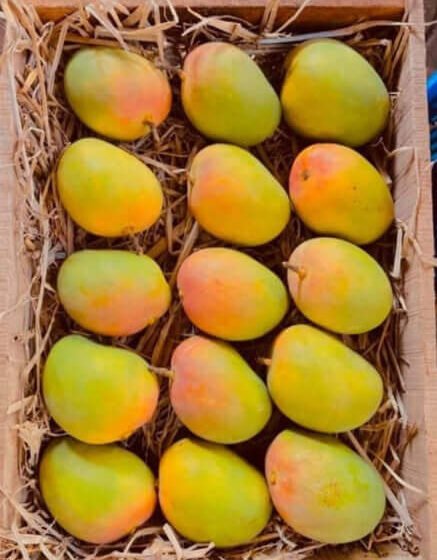  हापूस पल्पला अमेरिकेत चार डॉलर अधिक दर