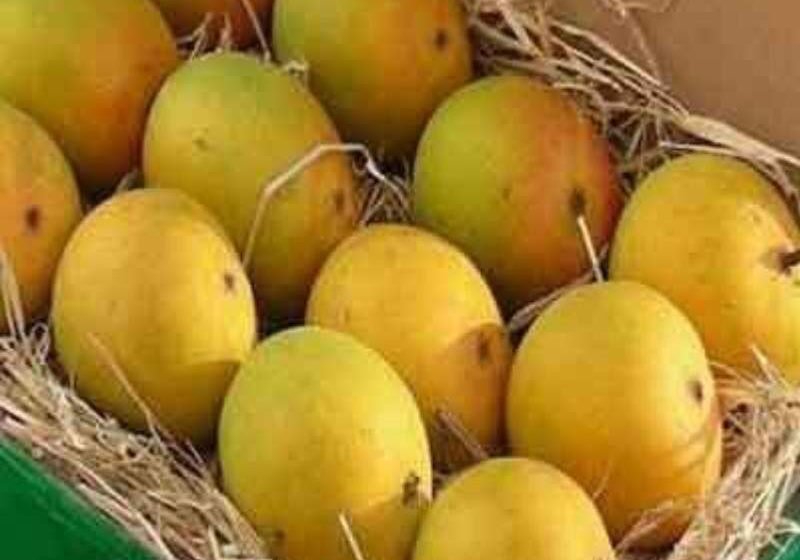हापूससह प्रक्रिया उत्पादनांची पोस्टाद्वारे यशस्वी निर्यात