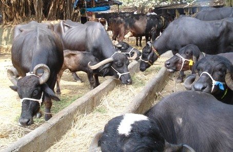 गटाद्वारे पशुपालन उद्योगासाठी 3 कोटींचे अनुदान