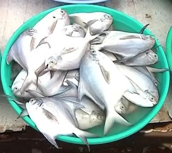 पापलेटला राज्य मासा म्हणून दर्जा