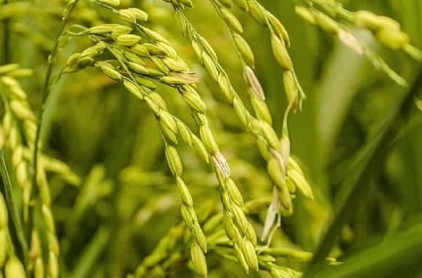 जिल्ह्याच्या खरीप पेरणी क्षेत्रात १५ हजार ७०० हेक्टरची घट