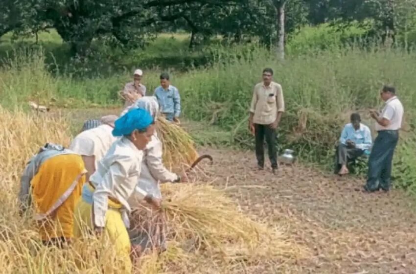 जिल्ह्यात ४ हजार हेक्टरवरील भात कापणी पूर्ण
