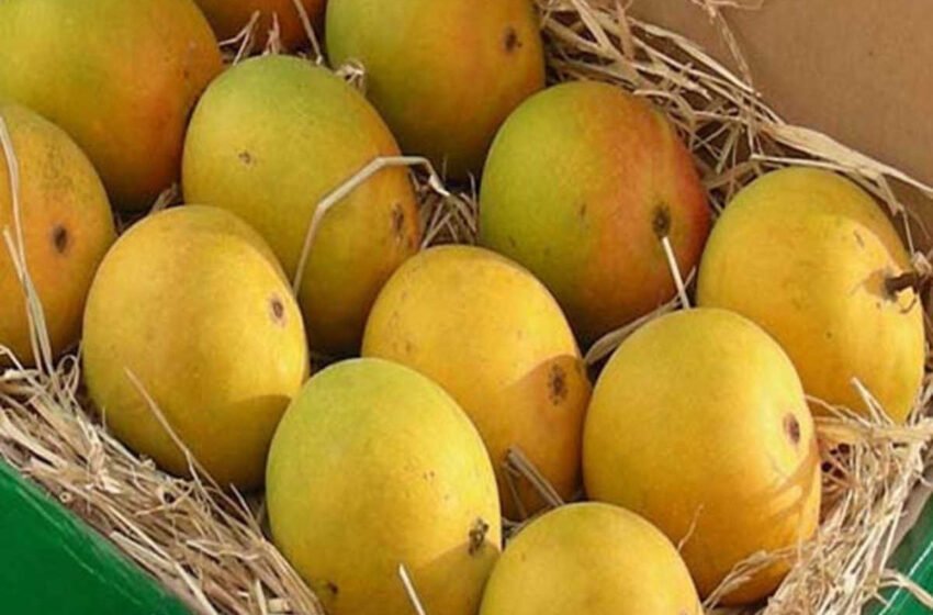हापूस दर वाढीसाठी निर्यात वाढ एकमेव पर्याय