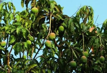 आंबा बागायतदारांचे ११ डिसेंबर पासून साखळी उपोषण