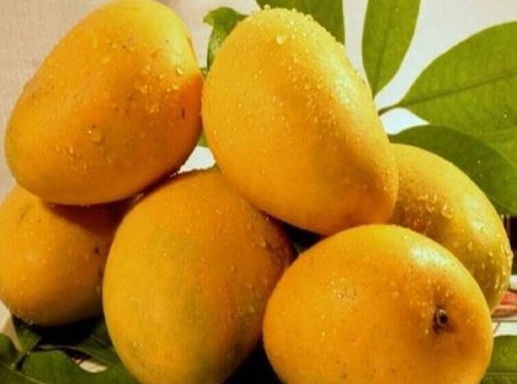 रत्नागिरी हापूस पुण्याच्या मार्केटमध्ये दाखल