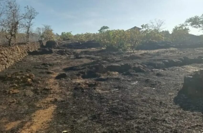 माभळे सडा येथे वणव्यामुळे पंधरा एकरातील झाडे जळून खाक