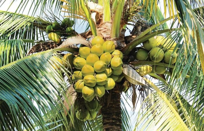 बदलत्या वातावरणाचा नारळ उत्पादनाला फटका; उत्पादनात ३५ टक्क्यांनी घट