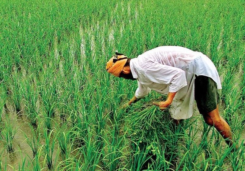 शिरगाव केंद्रातून ”रत्नागिरी-८” भात बियाण्याची ३० टन विक्री