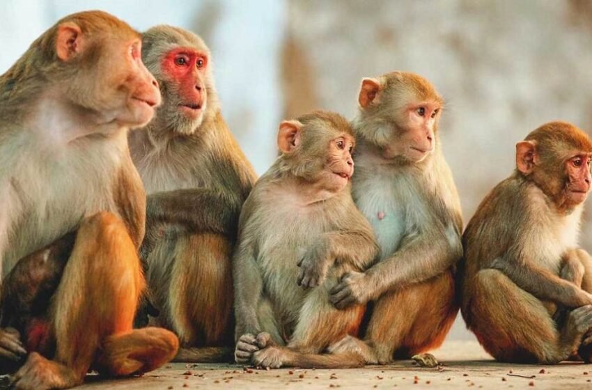 लोकसभा उमेदवाराकडून वानर- माकडांच्या प्रश्नाकडे दुर्लक्ष