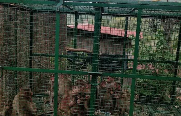  20 उपद्रवी माकडांना पकडण्यात वन विभागाला यश