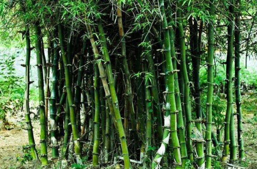 सात तालुक्यात बांबू लागवडीकडे दुर्लक्ष