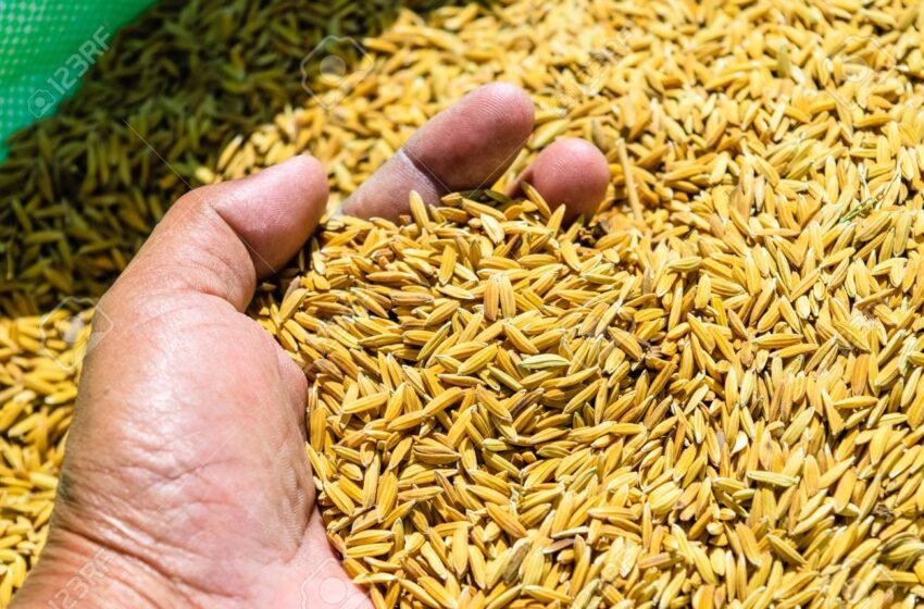 भातबियाणे वेळेपूर्वीच उपलब्ध; शेतकऱ्यांमधून समाधान