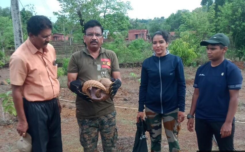 विहिरीत पडलेल्या खवले मांजराला वनविभागाकडून जीवदान