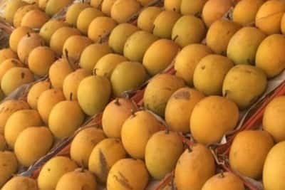 हापूस आंब्याच्या निर्यातीत लक्षणीय वाढ