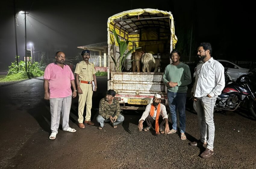 निवे येथे गुरांची अवैध वाहतूक करणारा टेम्पो पकडला