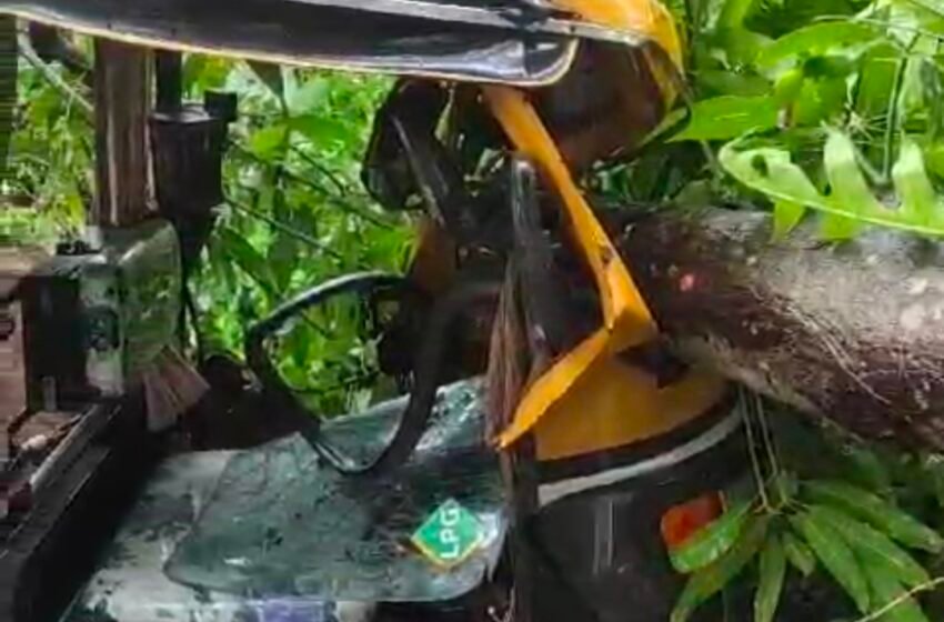 रत्नागिरी शिरगाव येथे चालत्या रिक्षावर फांदी पडून चालक जखमी