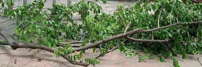 दापोलीत फांदी डोक्यात पडून महिला जखमी