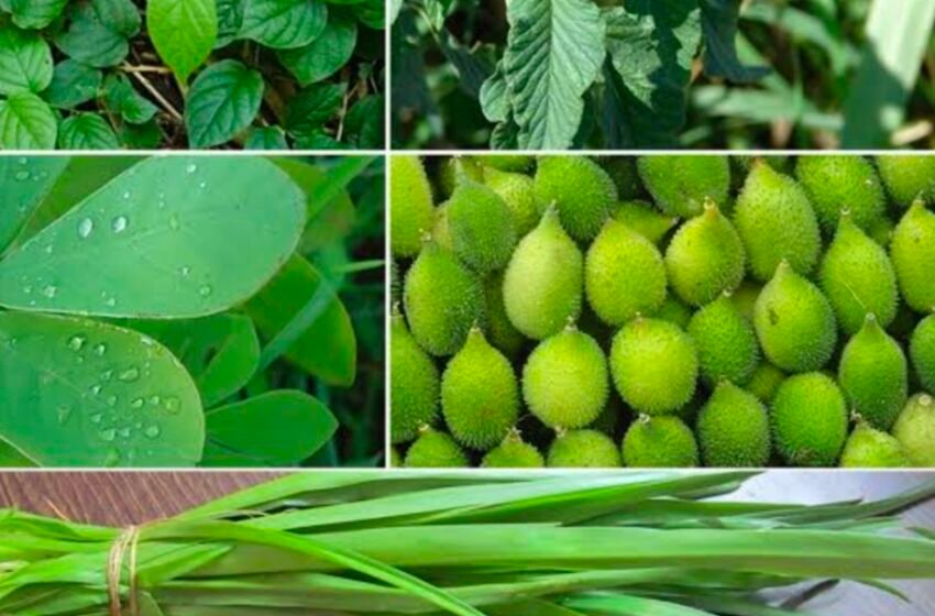 रत्नागिरीकरांसाठी लायन्स क्लब ऑफ रत्नागिरी तर्फे रानभाज्या महोत्सवाचे आयोजन