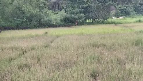 लांज्यात भातशेतीवर करपा रोगाचा प्रादुर्भाव