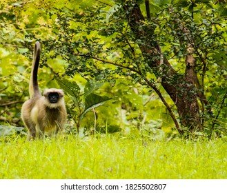 वानर पकडण्यासाठी ३५ लाखांचा प्रस्ताव नियोजनकडे