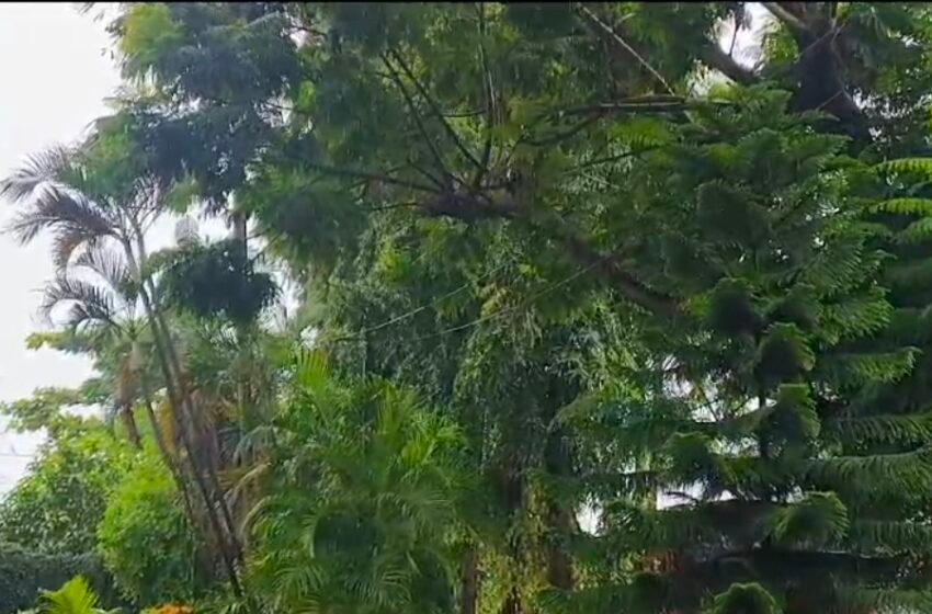डोक्यात फांदी पडून दुचाकीस्वार गंभीर