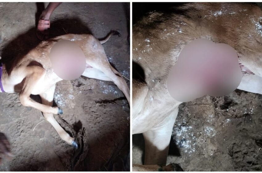 भोके येथे पहाटे पहाटे बिबट्याचा एक महिन्याच्या पाड्यावर हल्ला, पाड्याचा मृत्यू