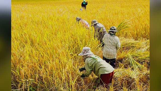 मतदान करून लगेचच शेतीच्या कामावर
