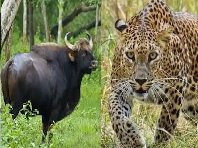 वन्यप्राण्यांच्या हल्ल्यात ४ वर्षात चारजणांचा मृत्यू