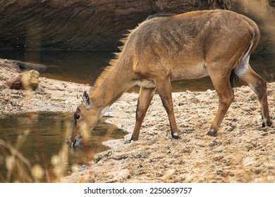  रानकुत्र्याच्या हल्ल्यातून सांबराला वाचवले ग्रामस्थांनी