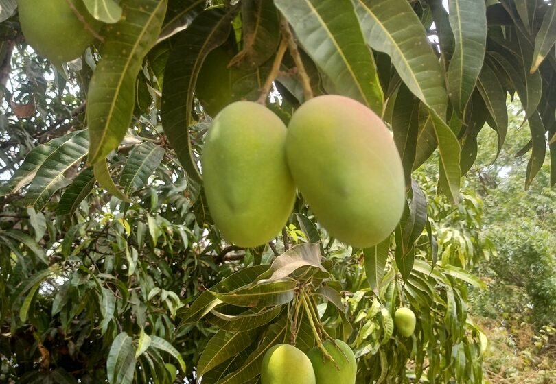 हापूसचे उत्पन्न मार्च महिन्यात पन्नास टक्केनी घटले