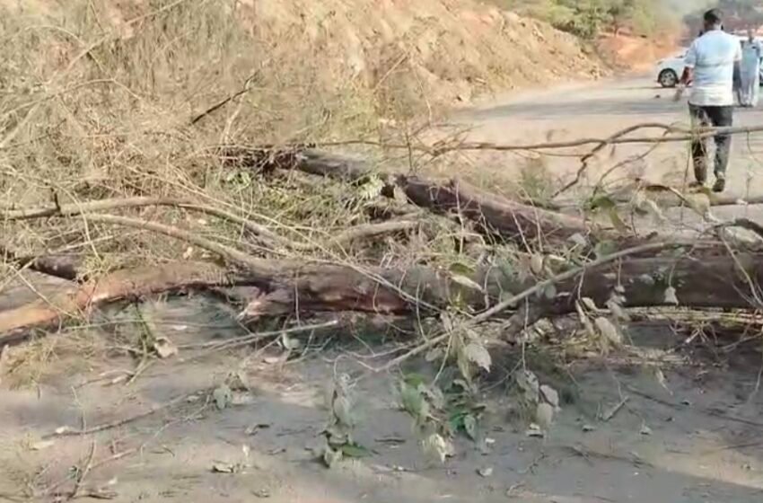 मुंबई गोवा महामार्गावर झाड कोसळले, अर्धा तास वाहतूक ठप्प