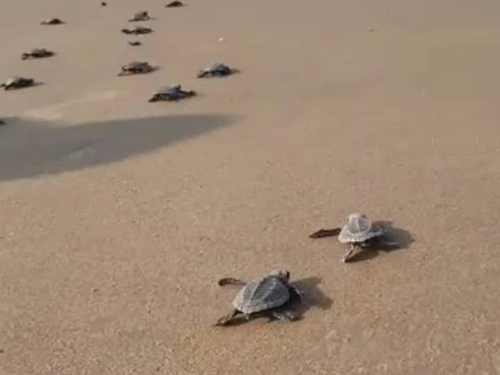  गणेशगुळे किनाऱ्यावर १५०० कासवांचे संवर्धन