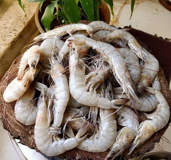  टॅरिफ धोरणाचा कोळंबीला फटका