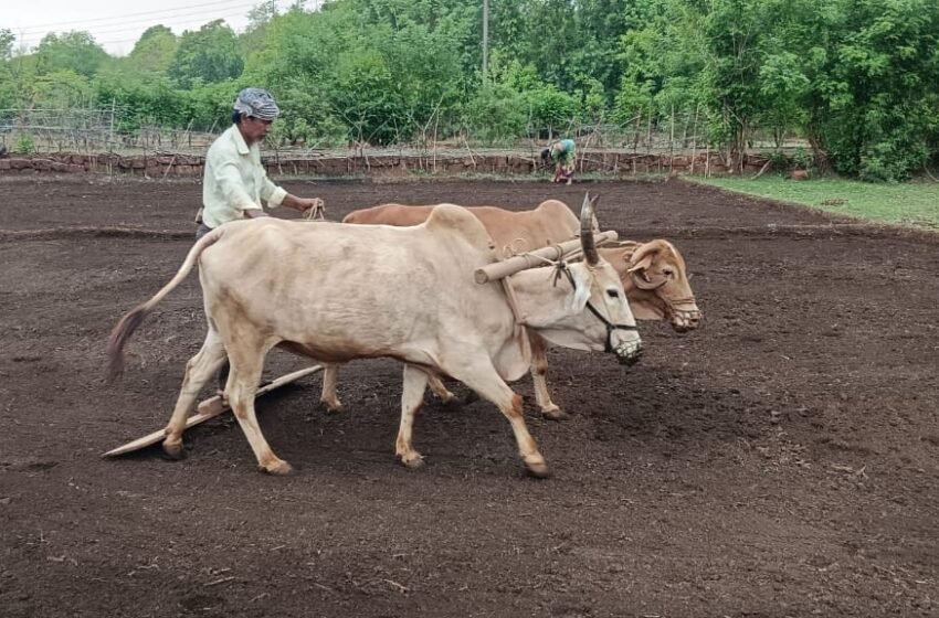 शिरगाव केंद्रात ५१२.४५ टन बियाणे तयार