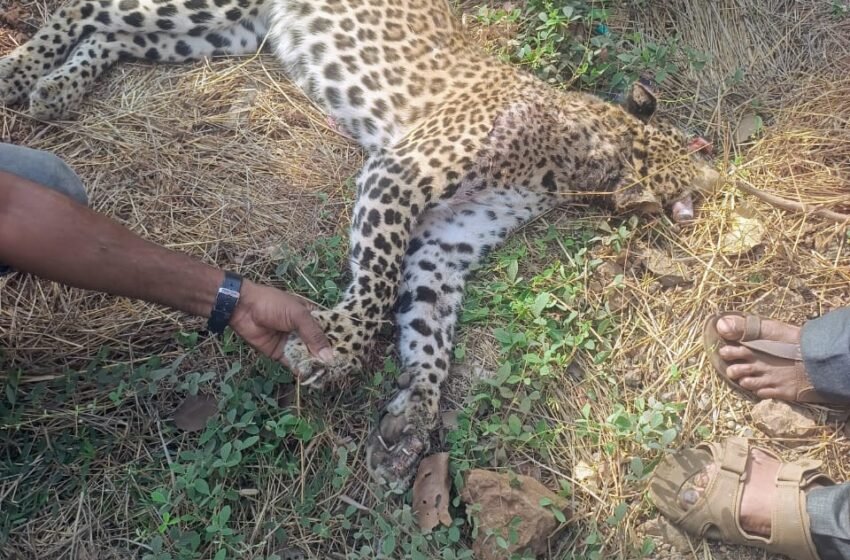  महामार्गावर आरवली घाटात बिबटयाचा मृत्यू