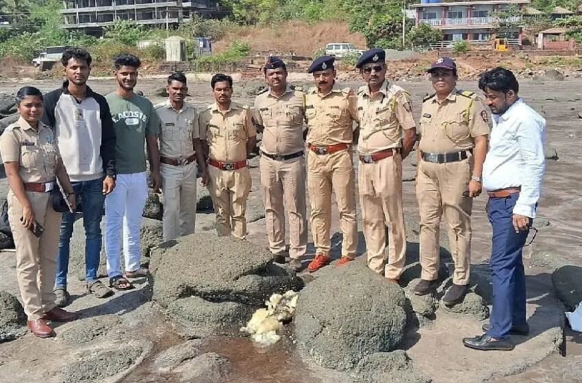  दापोलीत आढळला व्हेल माशाच्या उलटीसदृश्य पदार्थ