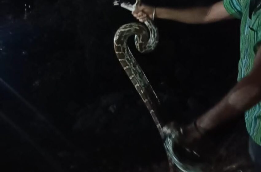 आठ फूट अजगराची भर रस्त्यावर एन्ट्री