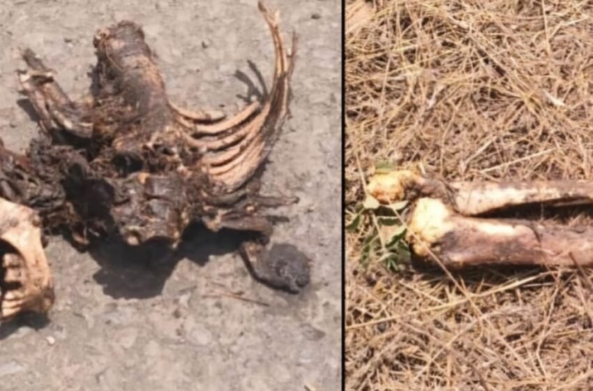  जयगडजवळ आढळला अनोळखी मानवी सांगाडा