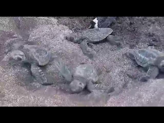 ४ हजार ६३२ कासवांची पिल्ले गावखडीतून झेपावली समुद्रात