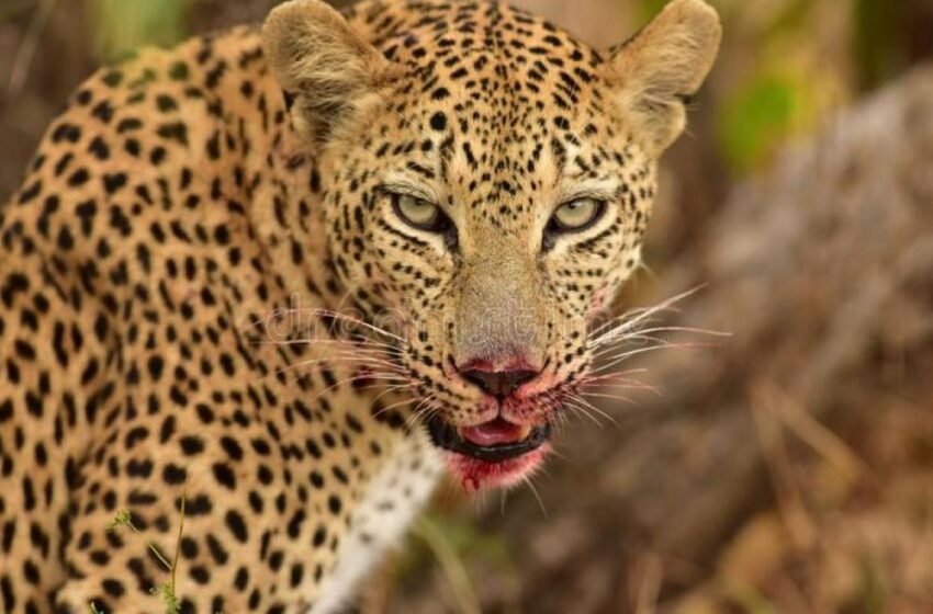  खानूमध्ये पुन्हा बिबट्याचा हल्ला, कुत्रा ठार