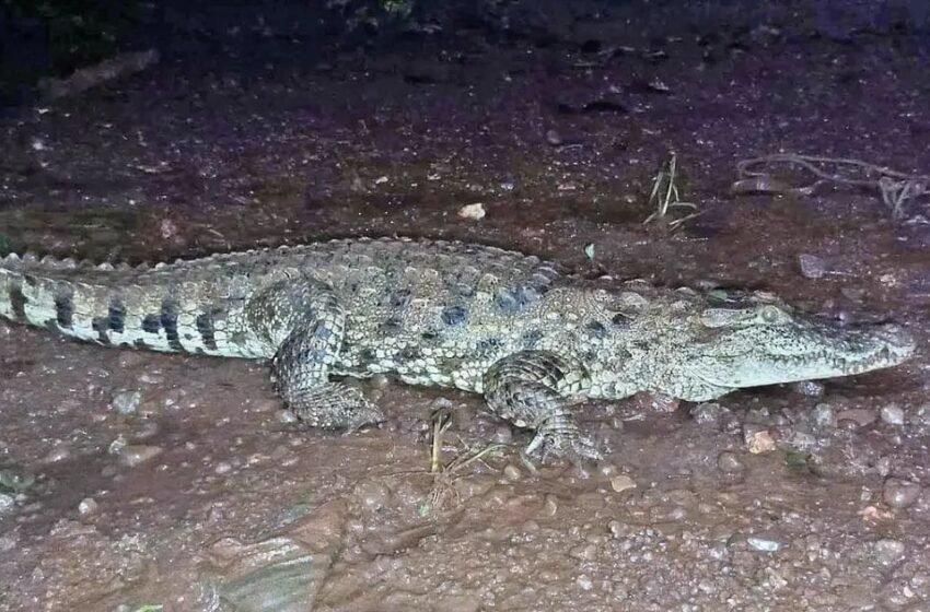 चिंचघरमध्ये मानवी वस्तीत आढळली चार फूट लांबीची मगर